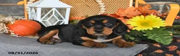 Beaglier dogs for sale: Jack - Ad 4