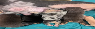 French Bulldog 4
