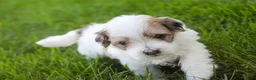 Havanese dogs for sale: Emma Havanese Puppy  - Ad 7