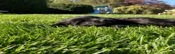 Newfoundland dogs for sale: Roses - Ad 9