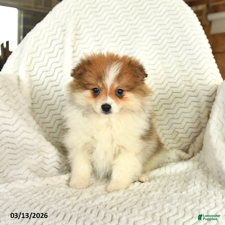 Pomeranian dogs Fluffy - Ad 2