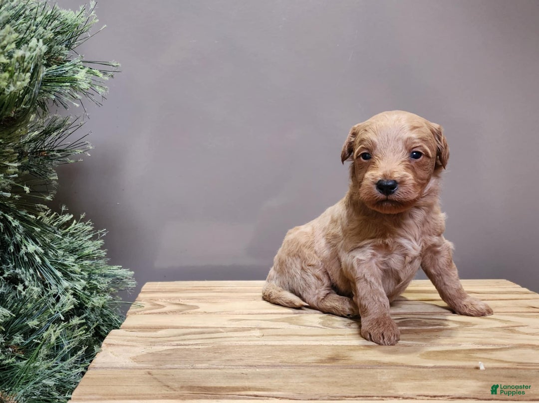 Mini Goldendoodle dogs for sale: Reno - Ad 2