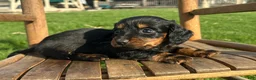 Dachshund dogs for sale: Freddy - Ad 3