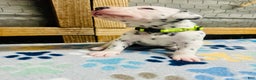 Dalmatian dogs for sale: Dalmatian Puppy Lime Green Collar - Ad 1