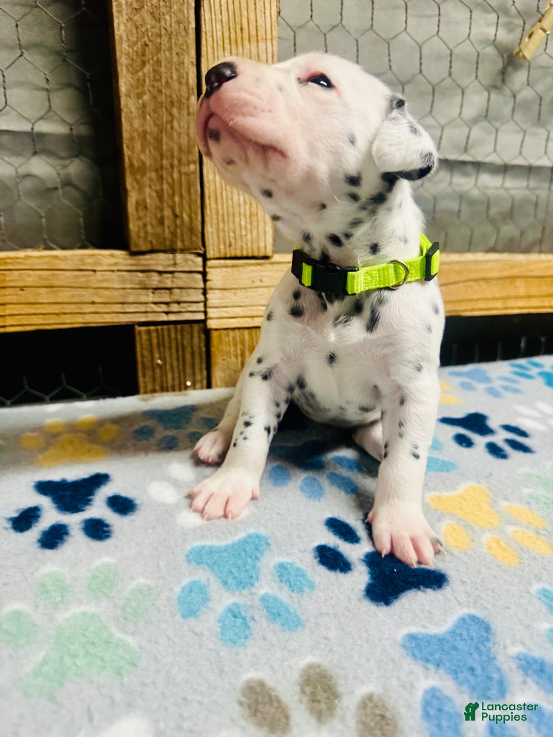 Dalmatian dogs for sale: Dalmatian Puppy Lime Green Collar - Ad 1