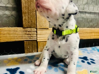 Dalmatian dogs Dalmatian Puppy Lime Green Collar - Ad 27