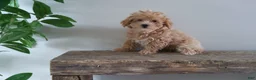 Maltipoo dogs for sale: Missy - Ad 5