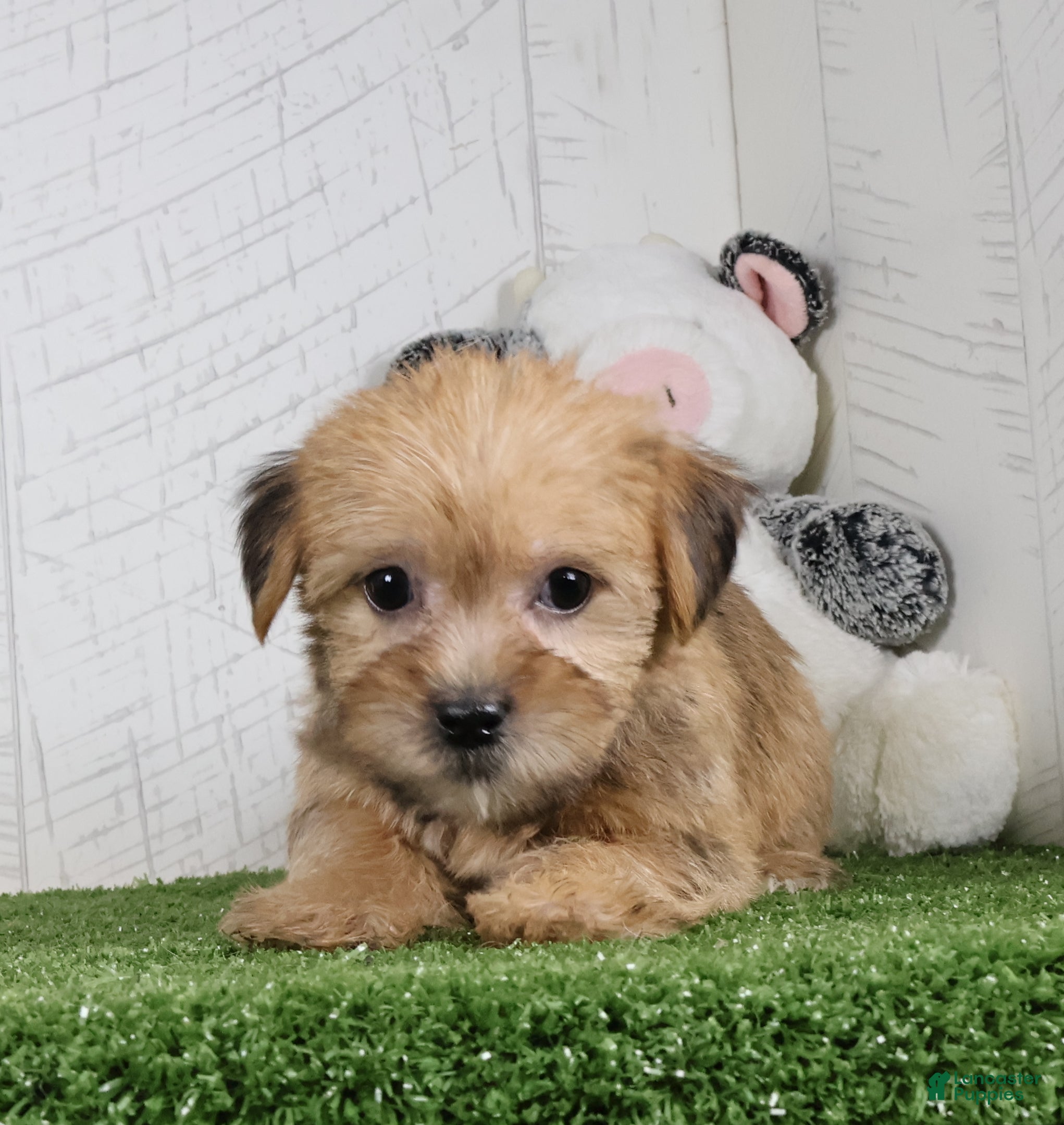Shorkie dogs Waylon - Ad 2