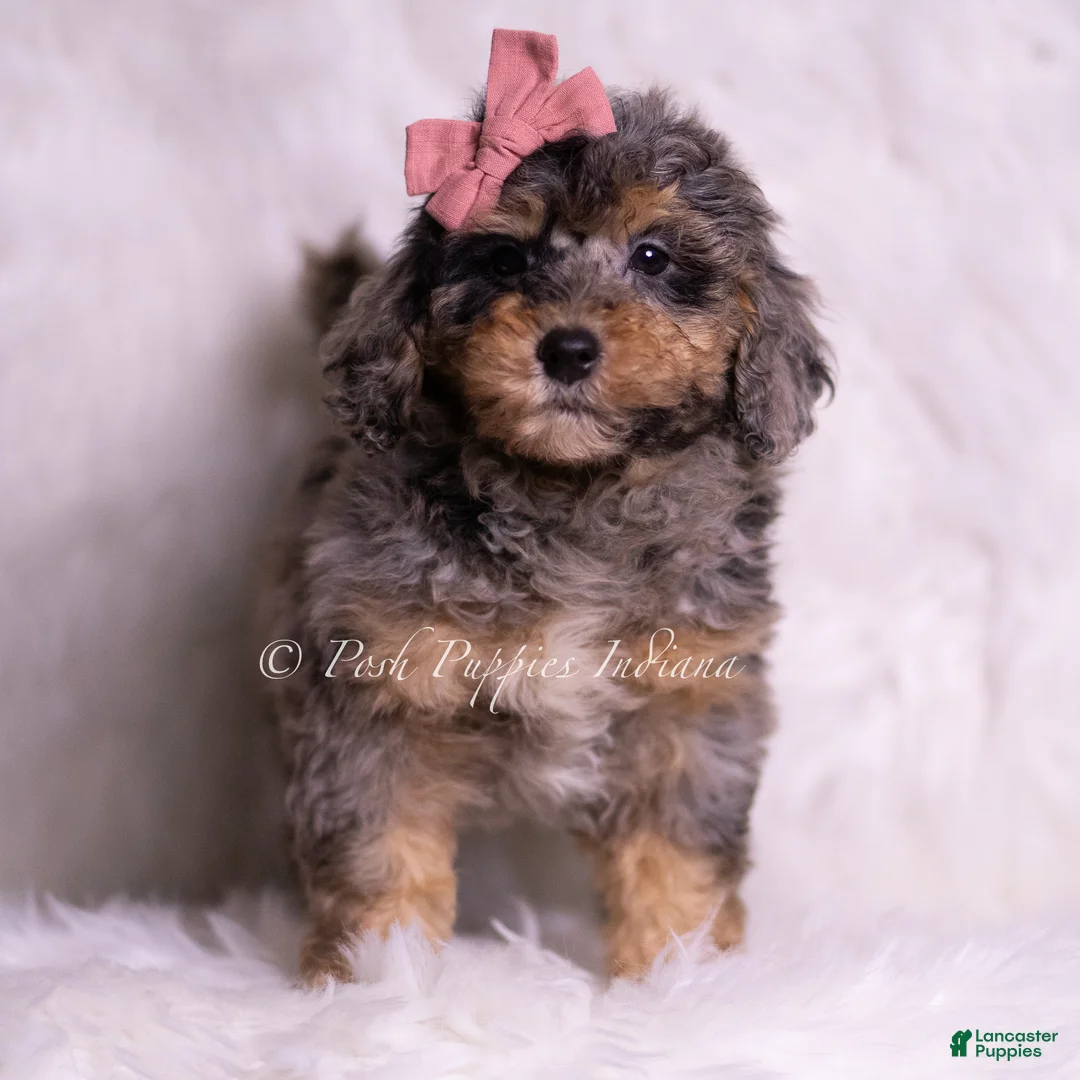 Mini Goldendoodle dogs for sale: Luca - Ad 4