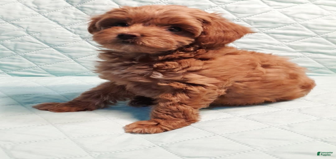 Gallery Image {{count}}