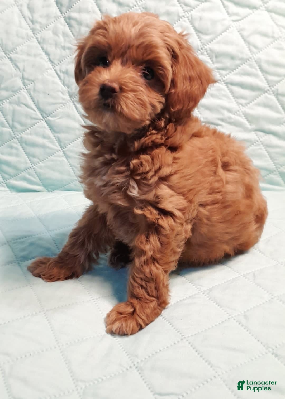 Gallery Image {{count}}