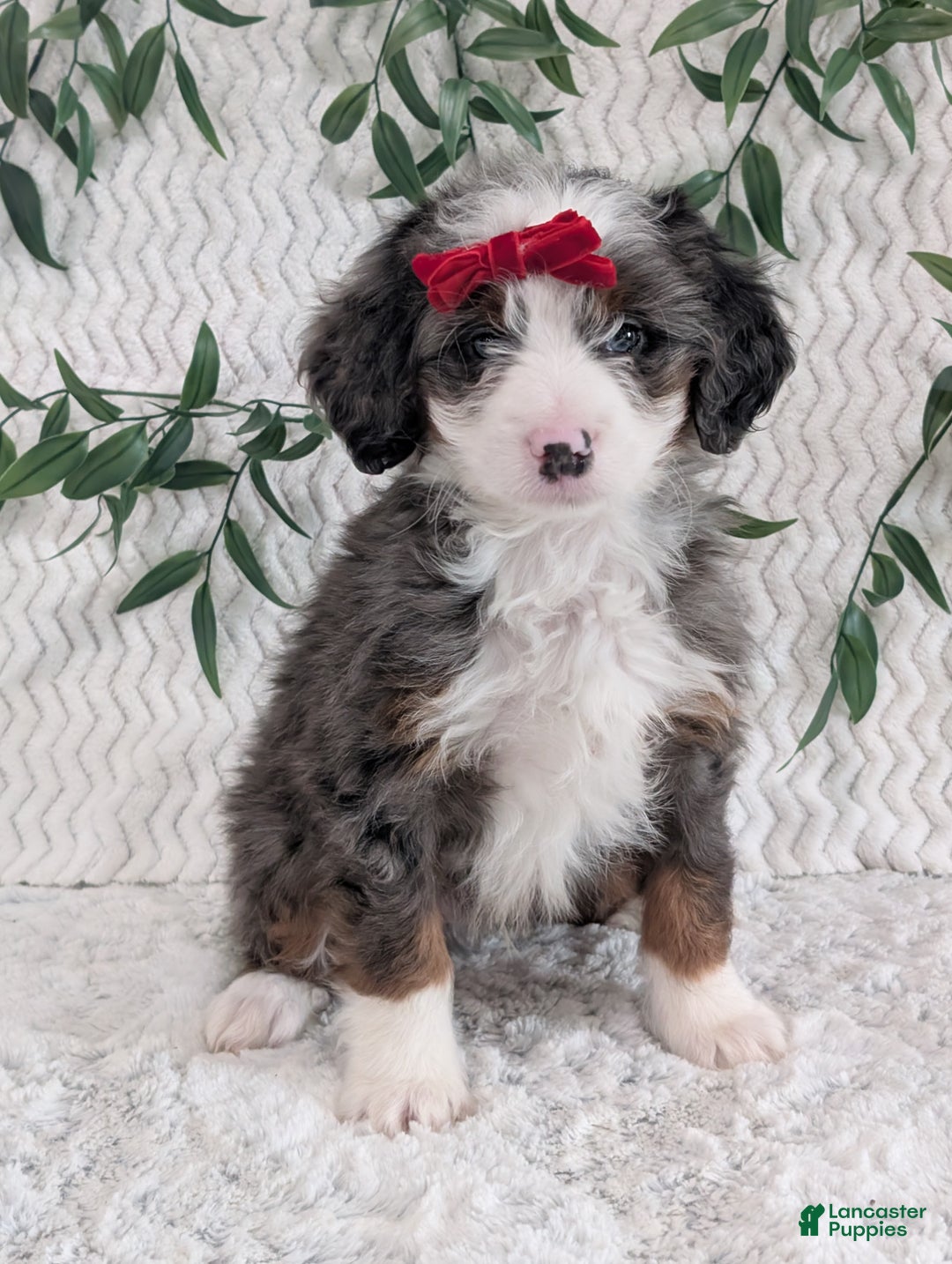 Mini Bernedoodle dogs for sale: Mini Dusty  - Ad 7