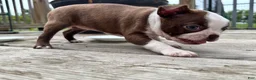 Boston Terrier dogs for sale: Pibby - Ad 5