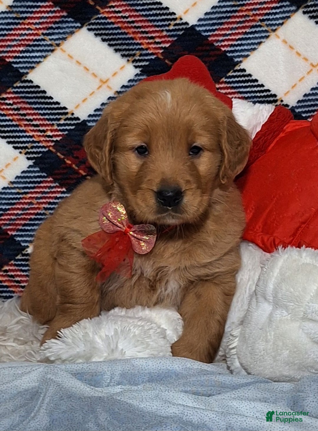 Golden Retriever dogs for sale: Arthur - Ad 2