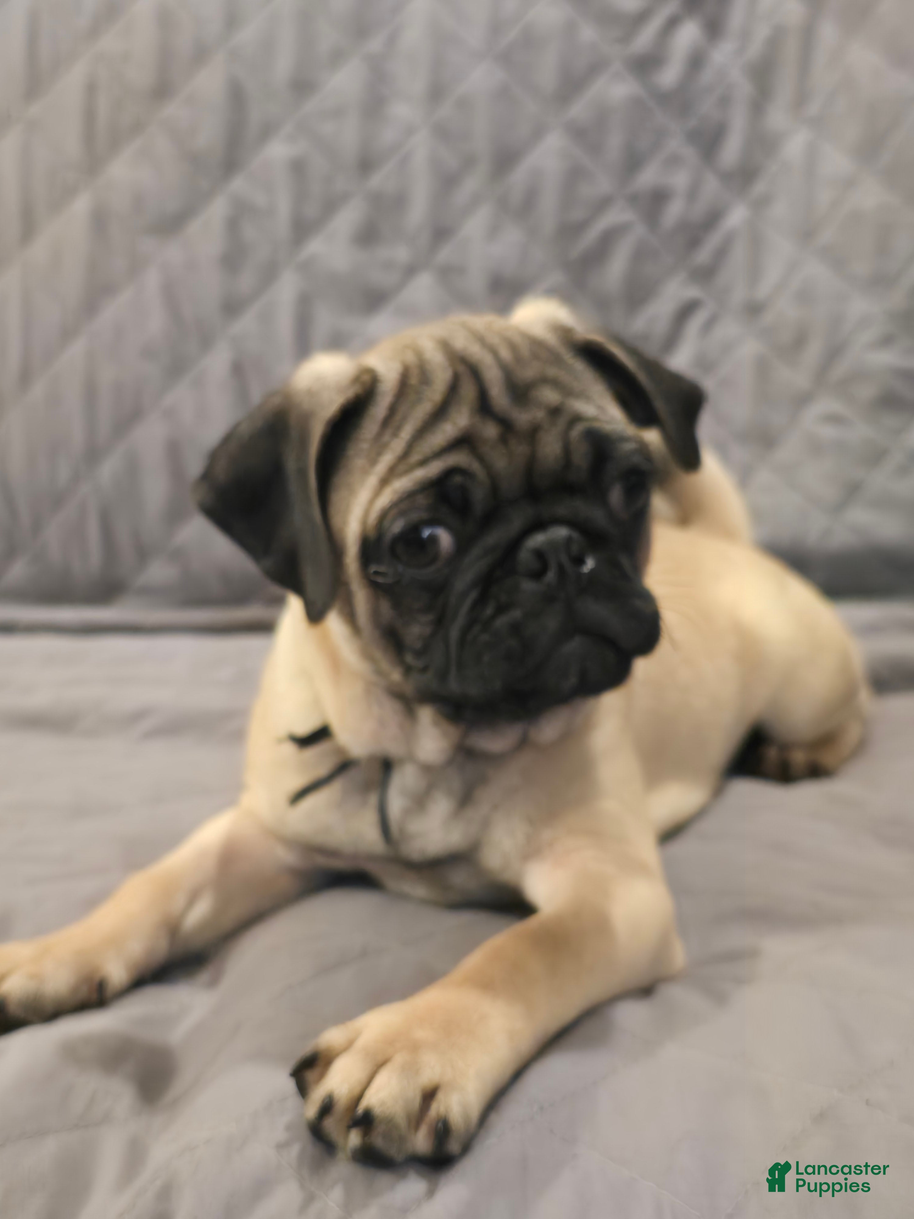 Pug dogs Clyde - Ad 2