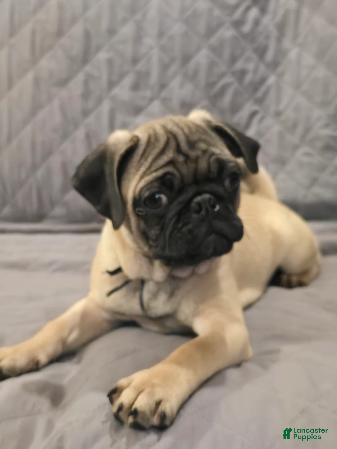 Pug dogs for sale: Clyde - Ad 2