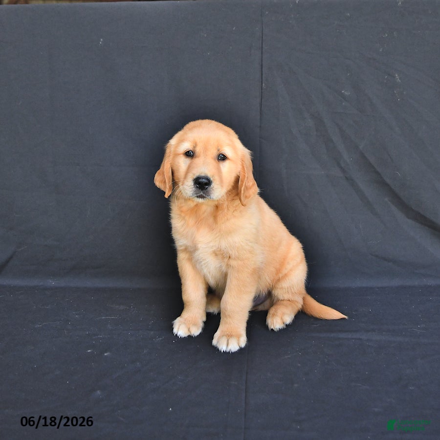 Golden Retriever dogs Jupiter - Ad 1