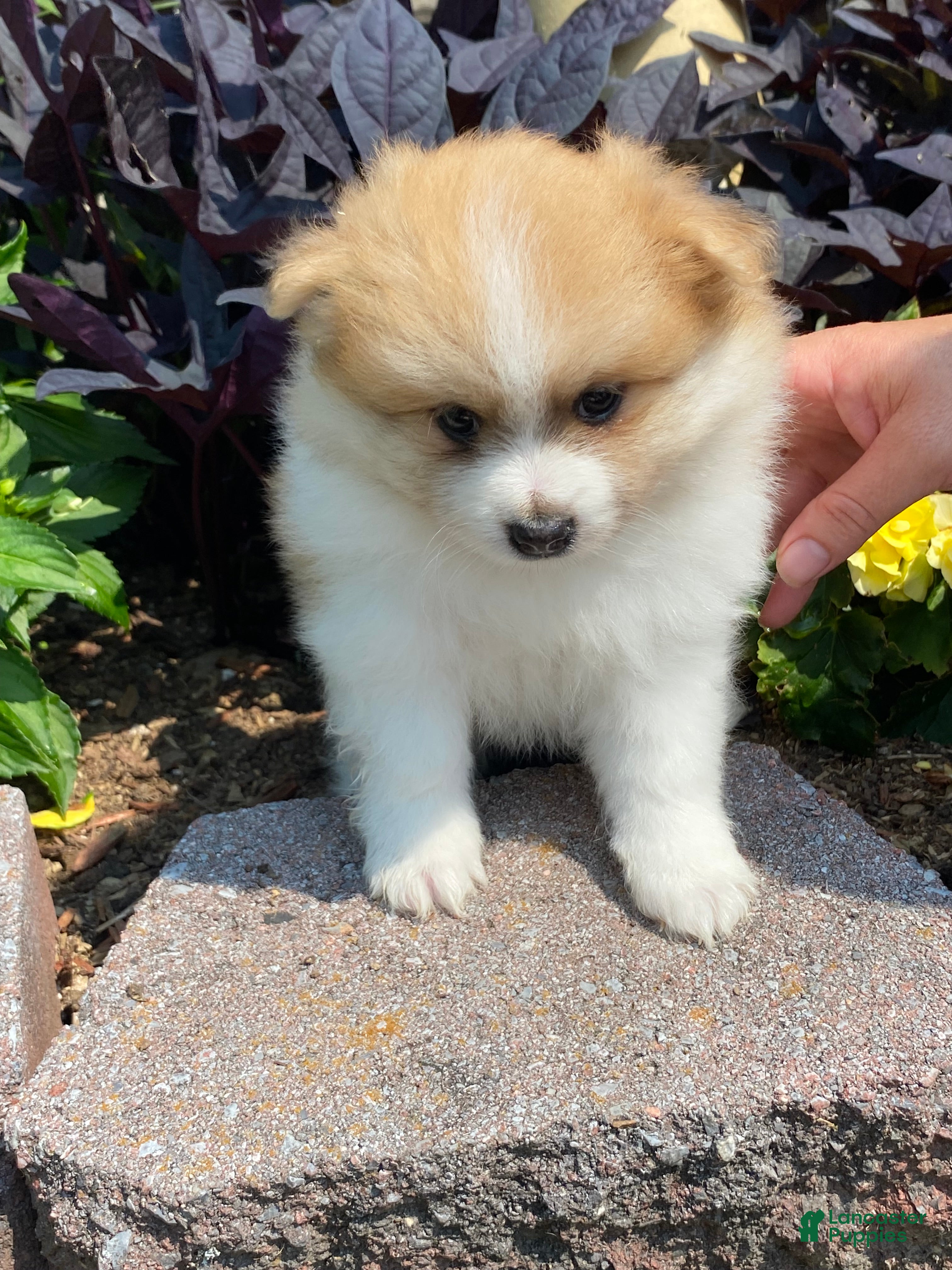 Pomeranian dogs for sale: Pomeranian 2 - Ad 4
