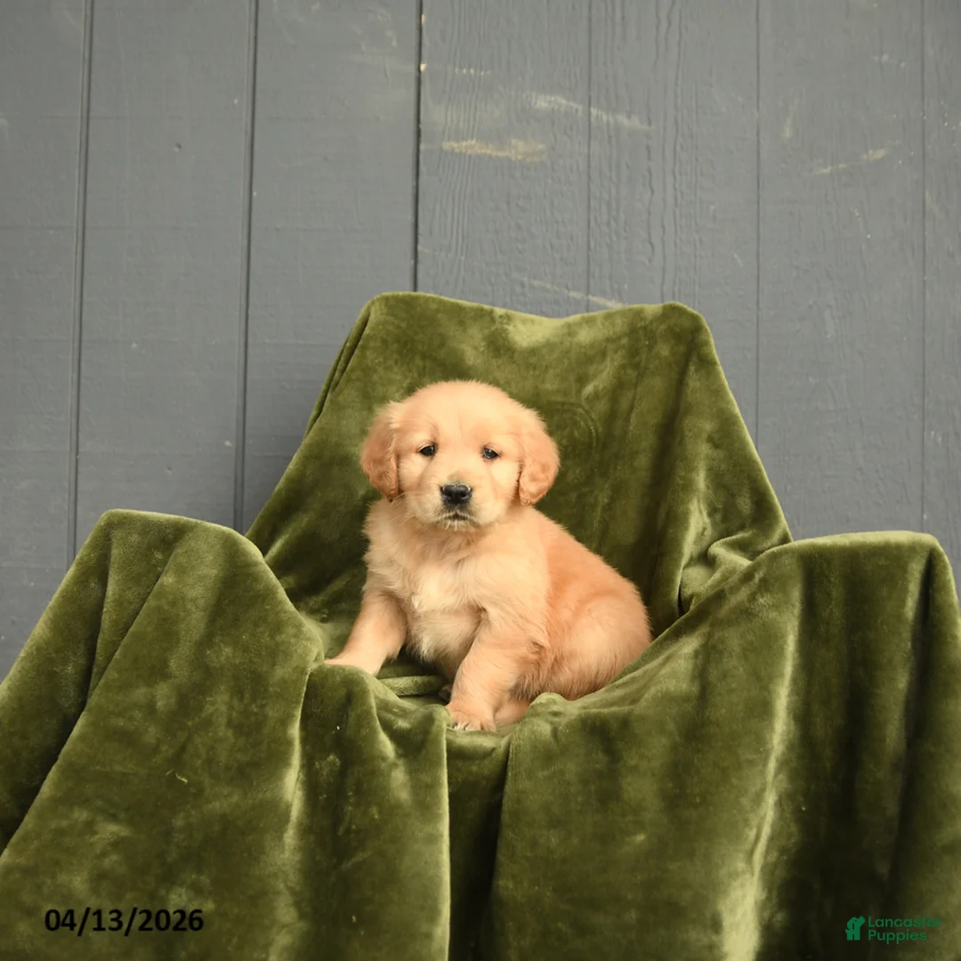 Golden Retriever dogs for sale: Wilfred - Ad 3