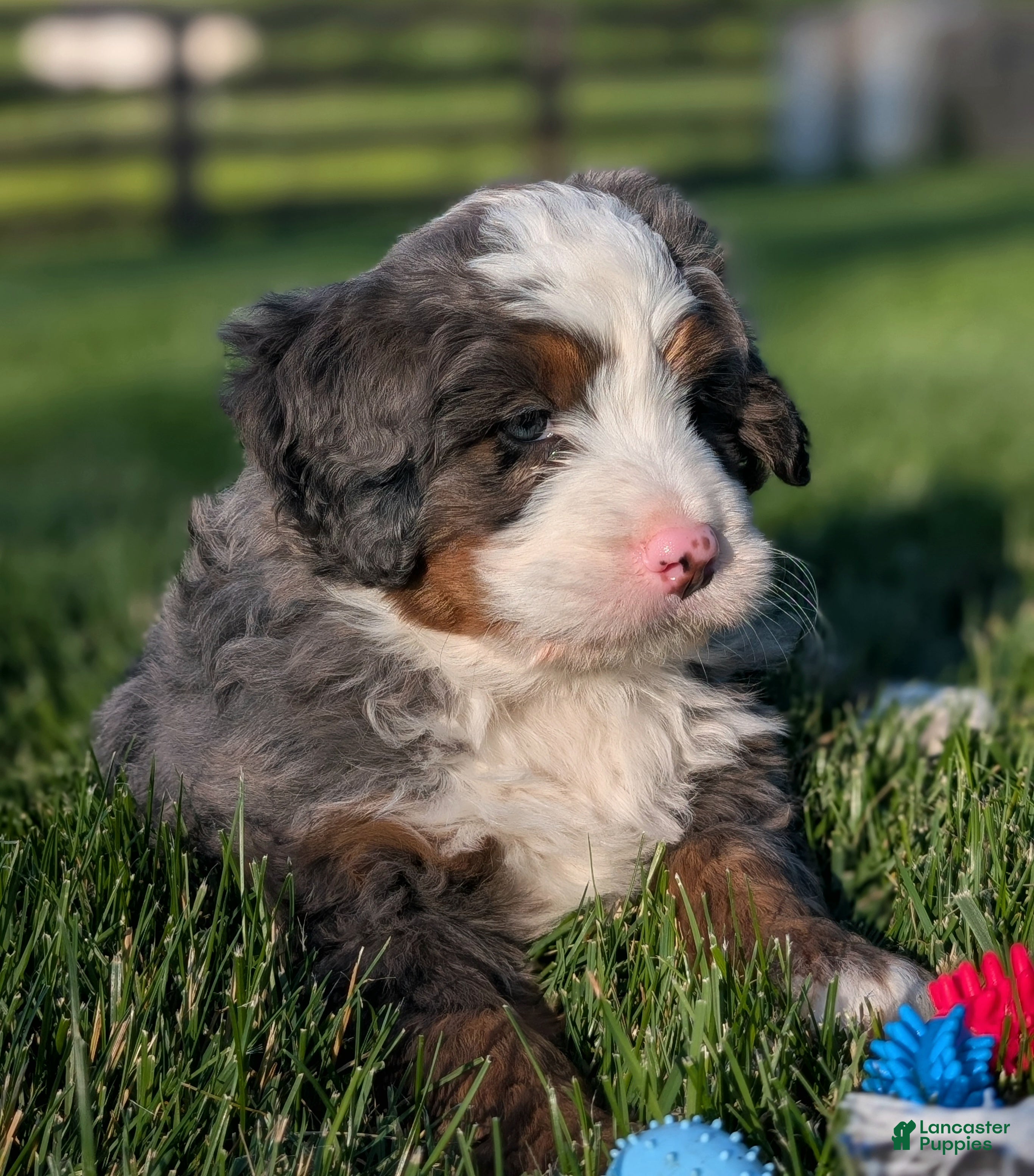 Bernedoodle dogs for sale: Spencer - Ad 6