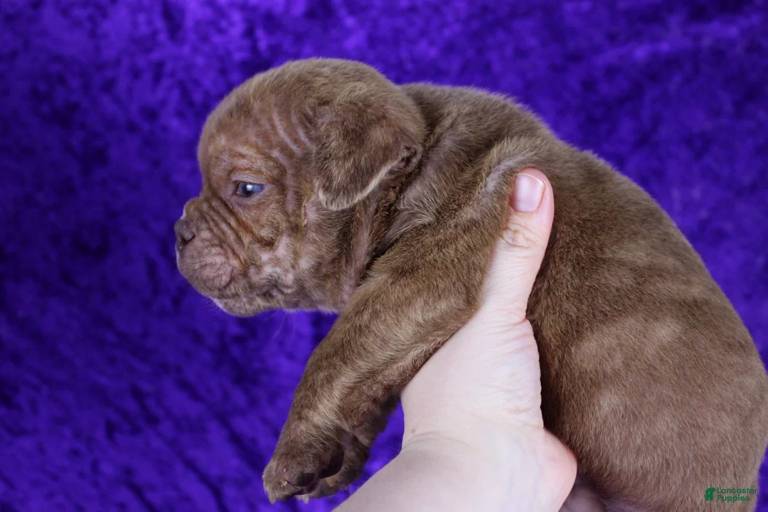 American Bully dogs for sale: Chocolate Brindle Male - Ad 3