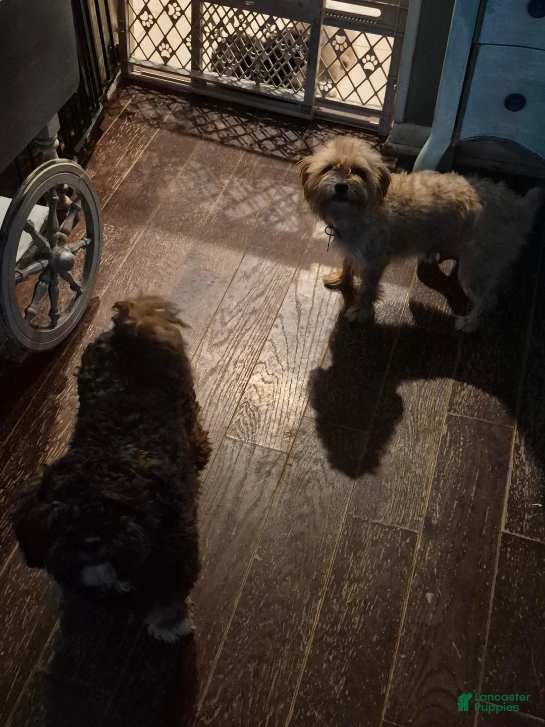 Mixed Breed dogs for sale: Mixed Breed 2 - Ad 3