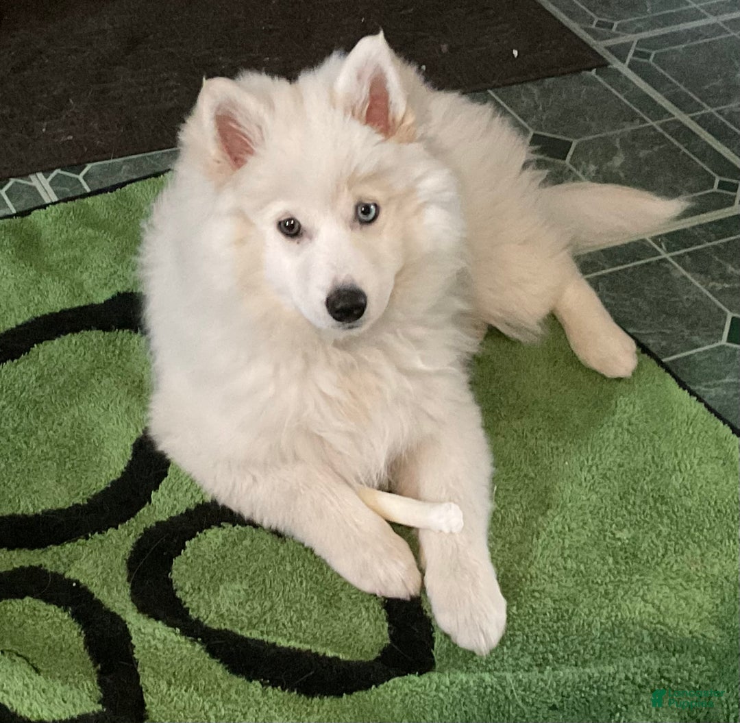 Pomsky dogs for sale: Marty - Ad 2