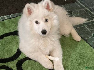 Pomsky dogs Marty - Ad 20