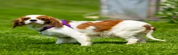 Cavalier King Charles Spaniel dogs for sale: Zizi - Ad 8