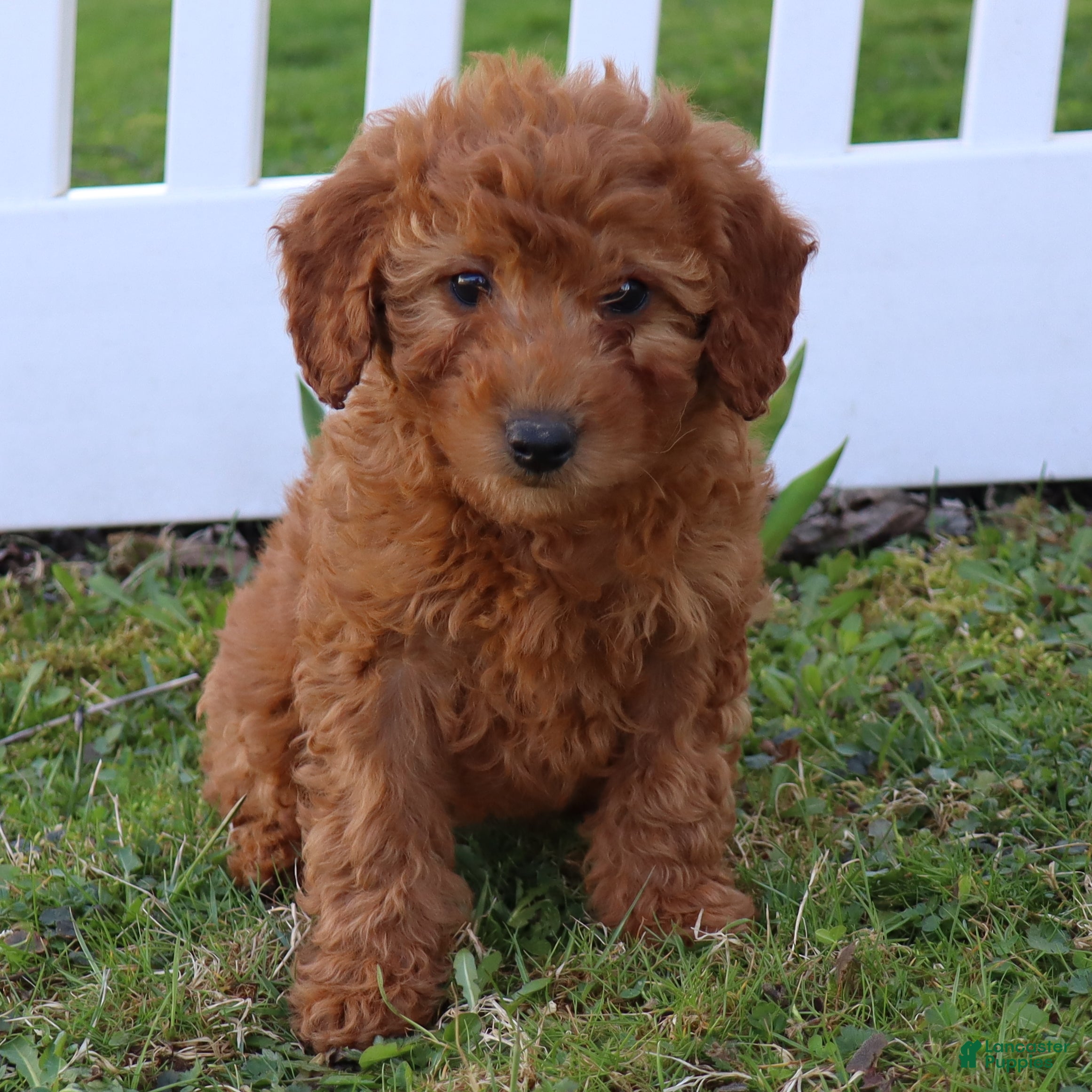 Mini Goldendoodle dogs Connie - Ad 1