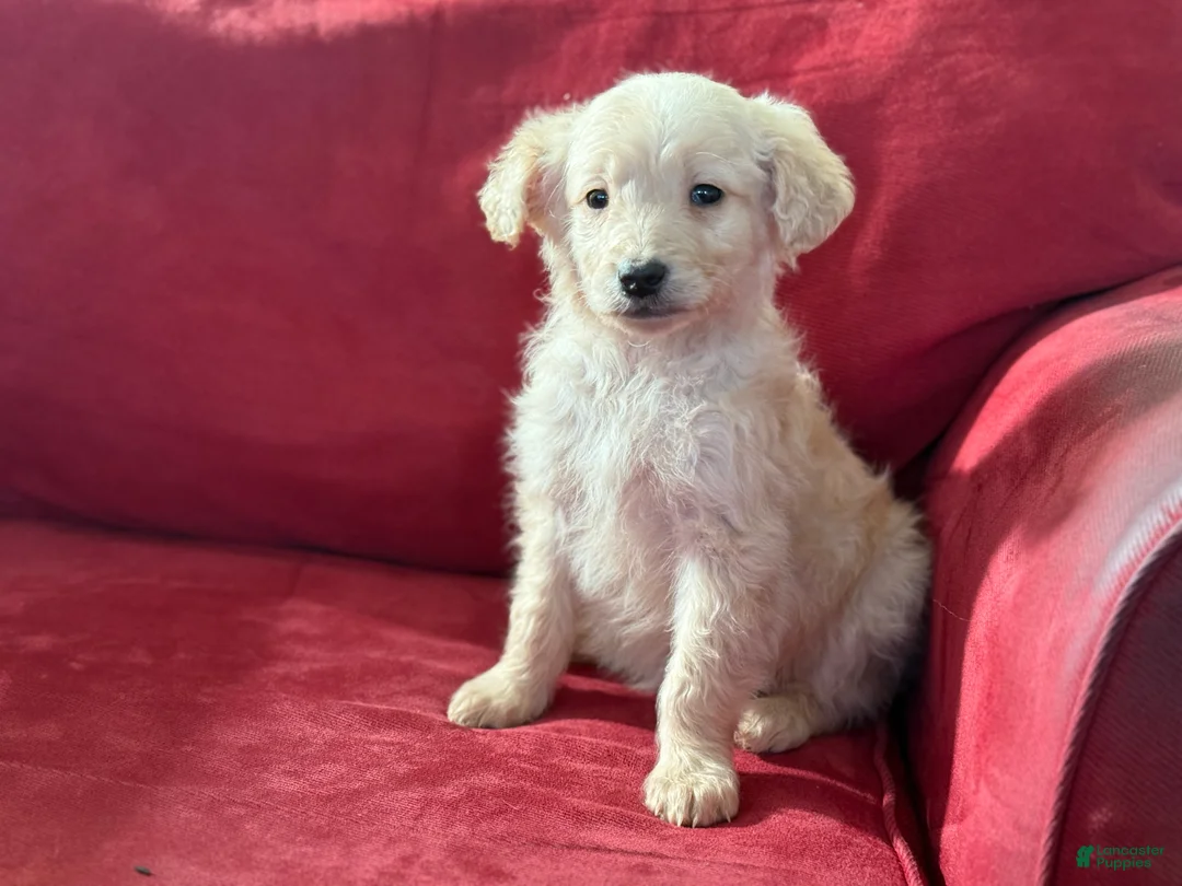 Mini Goldendoodle dogs for sale: Pearl - Ad 3