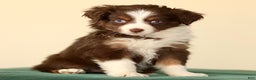 Miniature Australian Shepherd dogs for sale: Iona - Ad 3