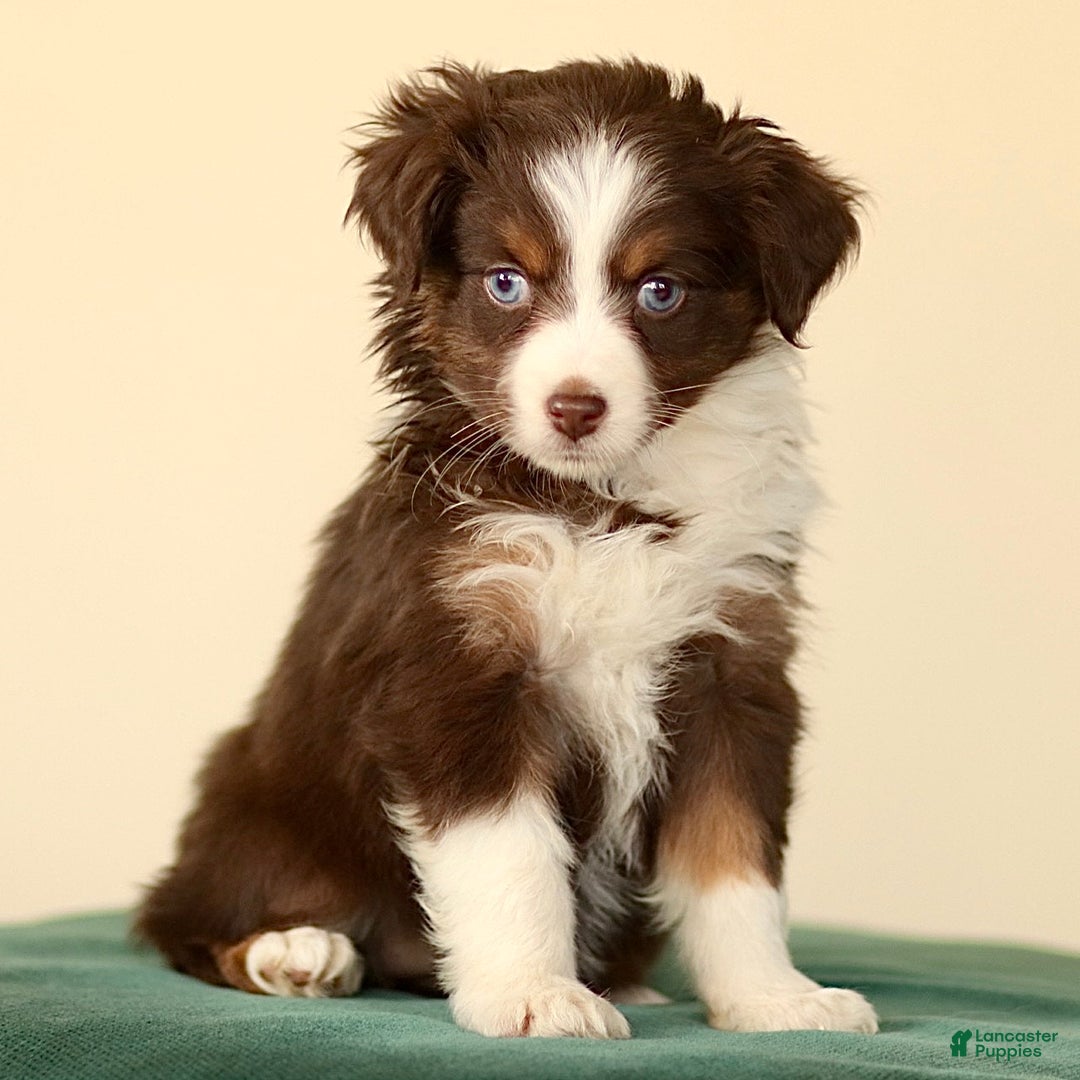 Miniature Australian Shepherd dogs for sale: Iona - Ad 3