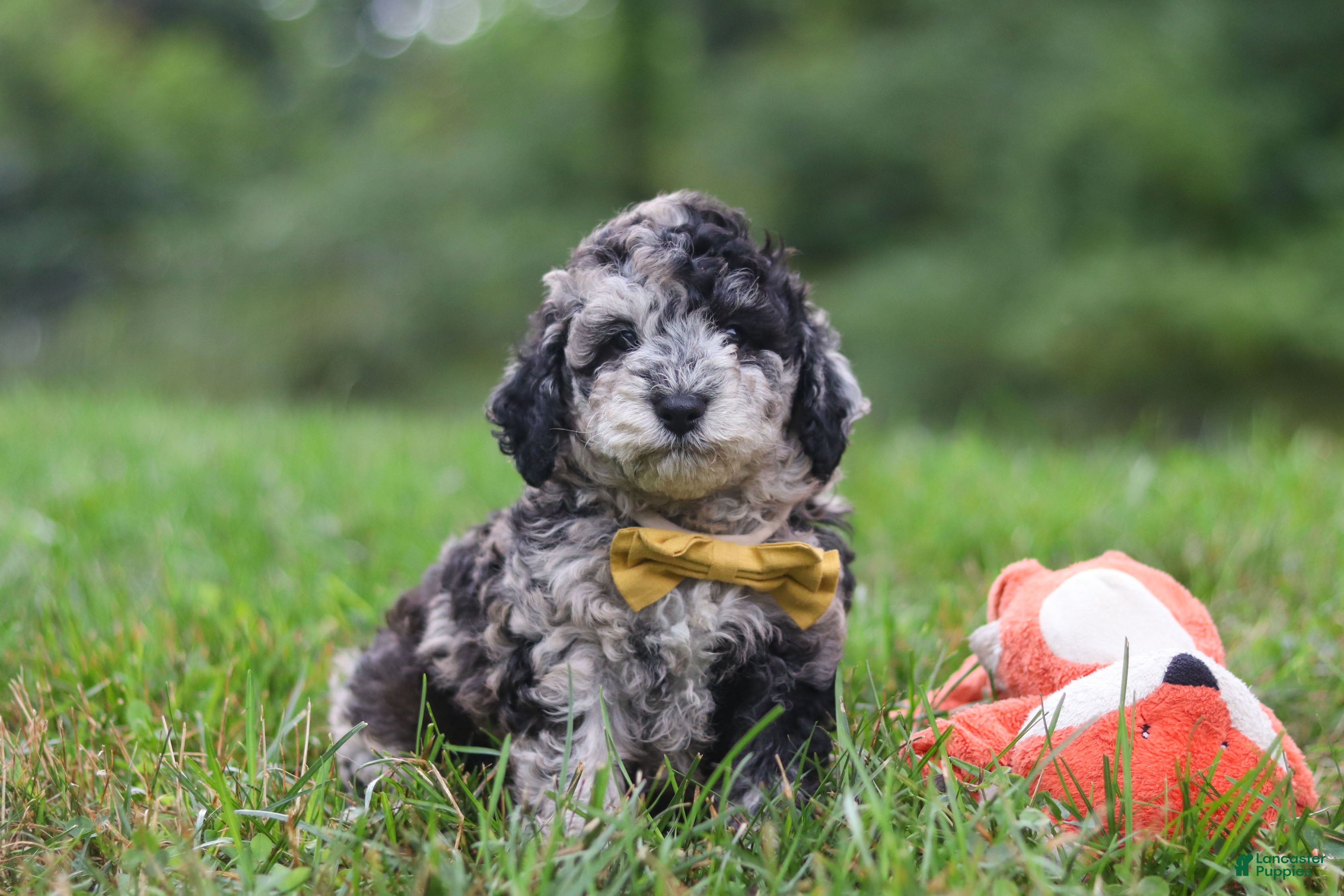 Cavapoo dogs Jonah - Ad 1