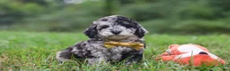 Cavapoo dogs for sale: Jonah - Ad 1