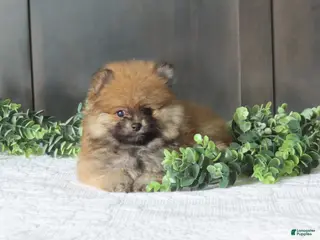 Pomeranian dogs for sale: BOBBY - Ad 3