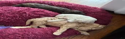 Goldendoodle dogs for sale: Miss Creamy - Ad 4