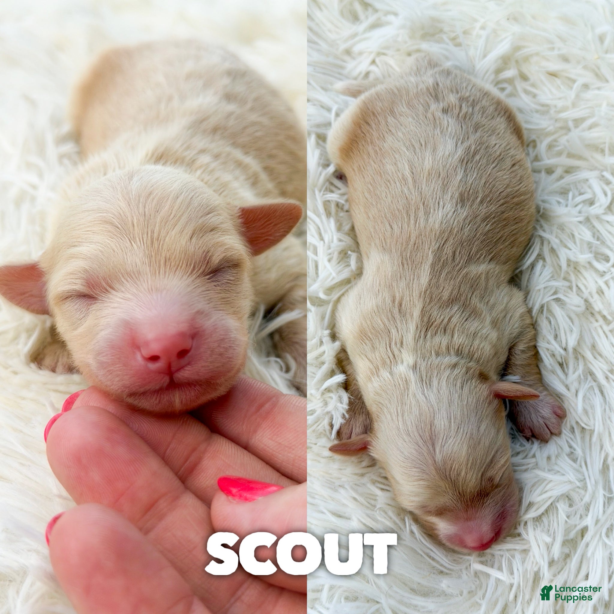 Mini Aussiedoodle dogs Scout - Micro Mini F1b - Ad 36