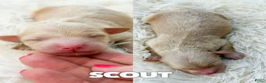 Scout - Micro Mini F1b