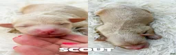 Mini Aussiedoodle dogs for sale: Scout - Micro Mini F1b - Ad 1