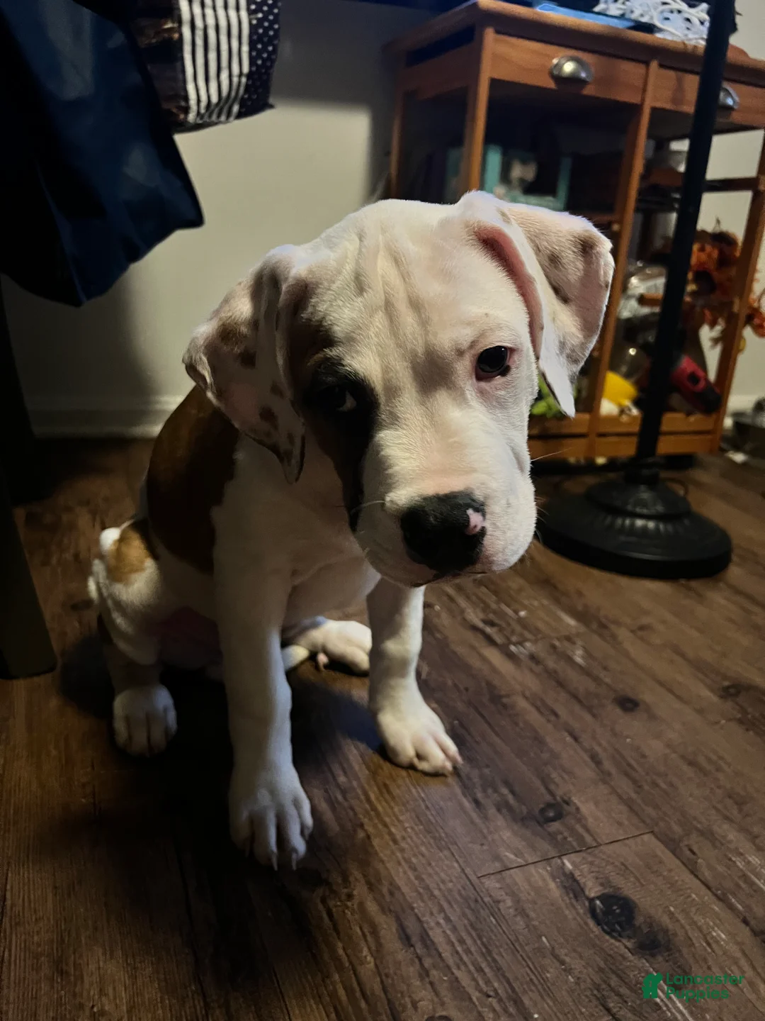 Mixed Breed dogs for sale: Mixed Breed 7 - Ad 2