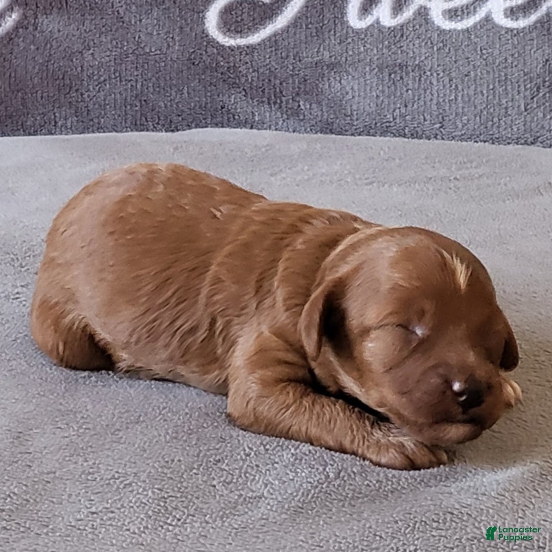 Toy Poodle dogs for sale: Jill  - Ad 1