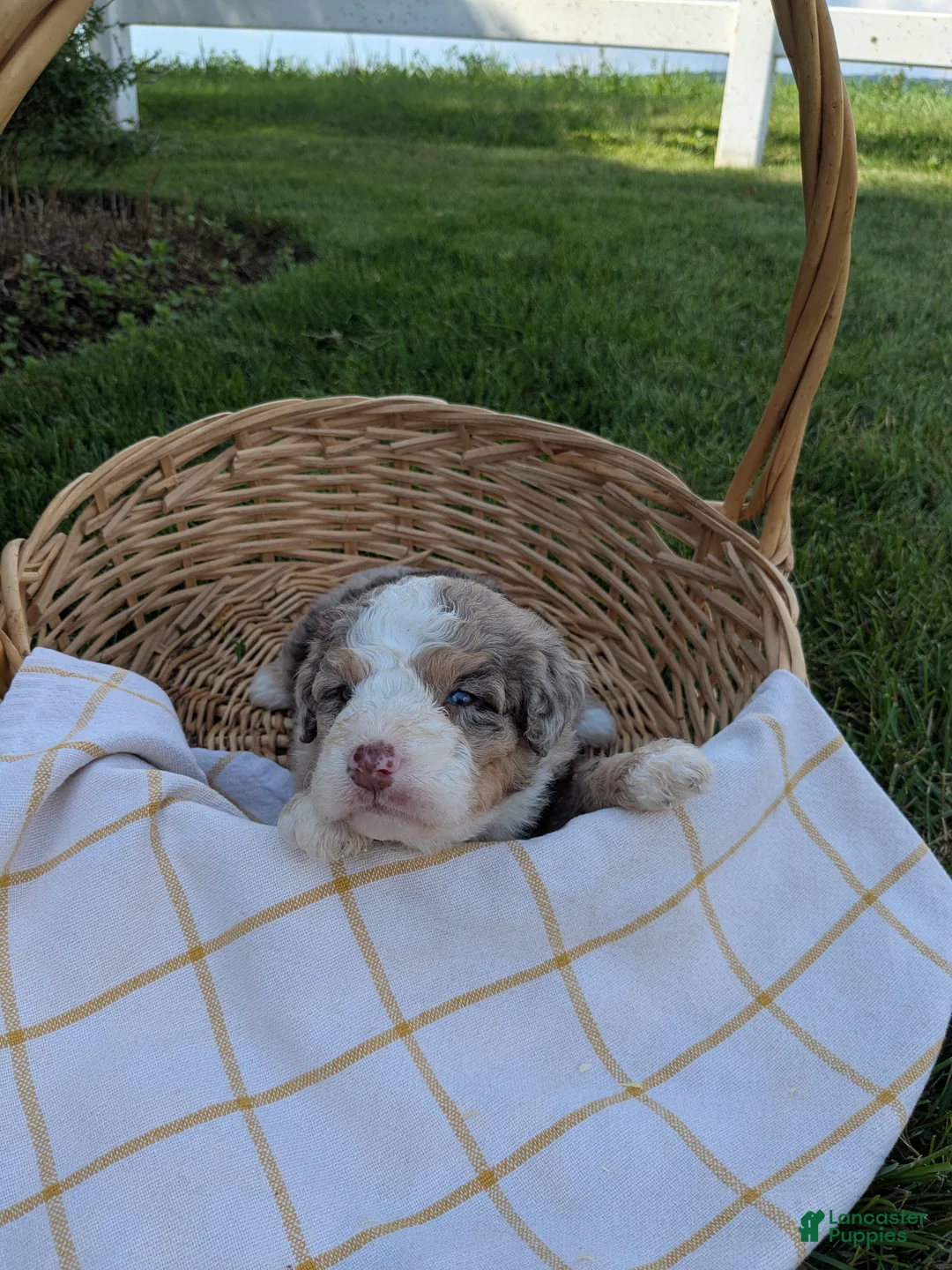 Bernedoodle dogs for sale: Zoey - Ad 3