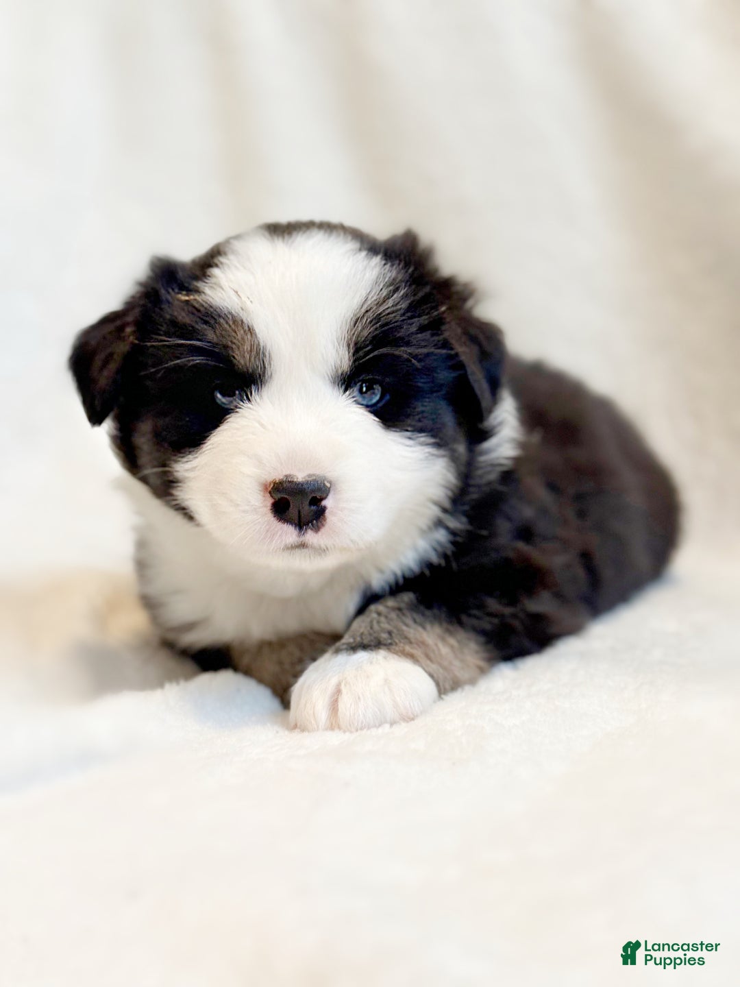 Miniature Australian Shepherd dogs for sale: Bailey - Ad 2