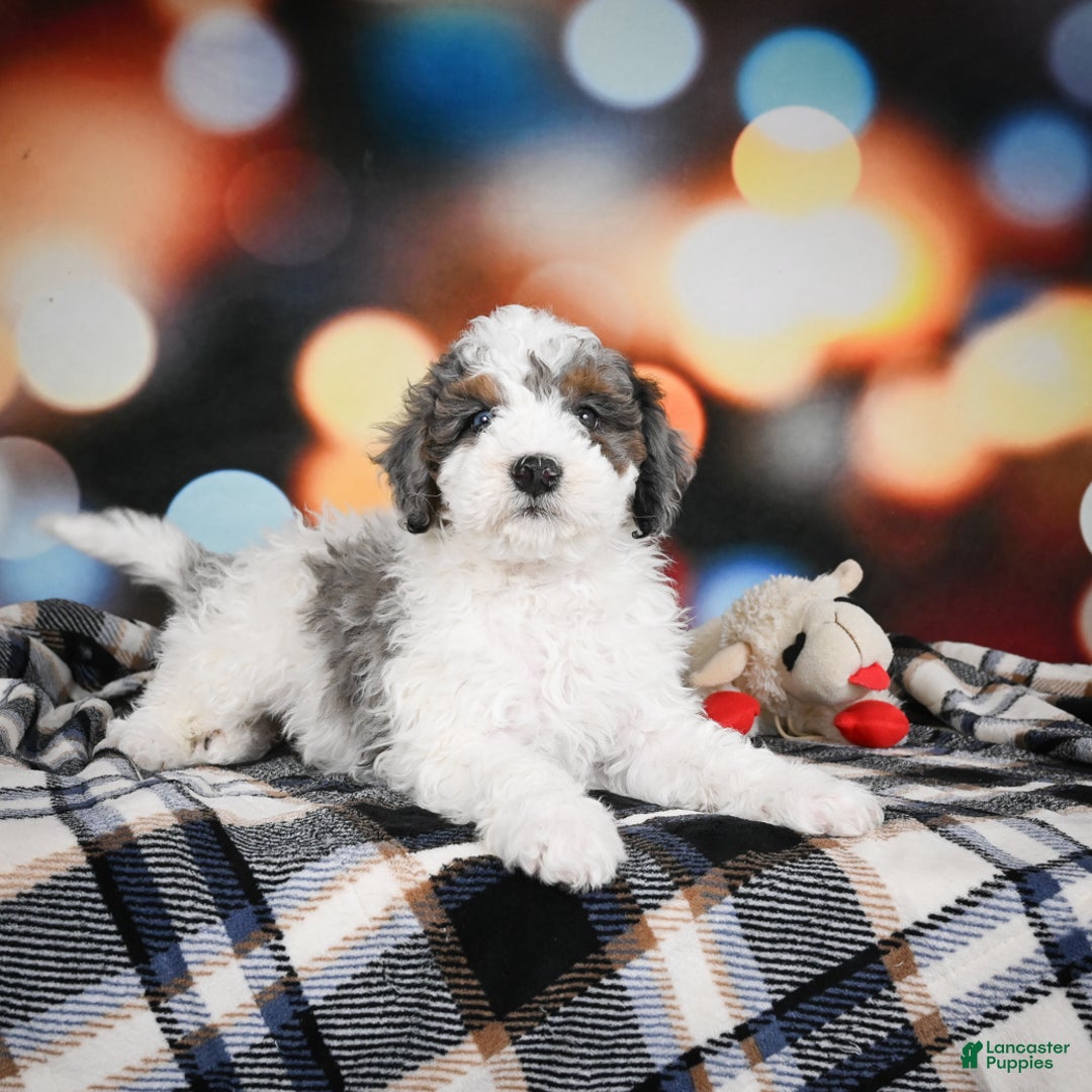 Bernedoodle dogs for sale: Maverick - Ad 6