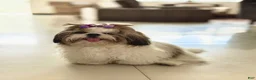 Shih Tzu dogs for sale: "Big boy" Shih Tzu Puppy 1 - Ad 4