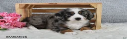 Mini Bernedoodle dogs for sale: Kenji - Ad 5