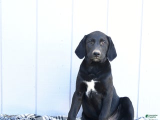 Mixed Breed dogs - Ad 4