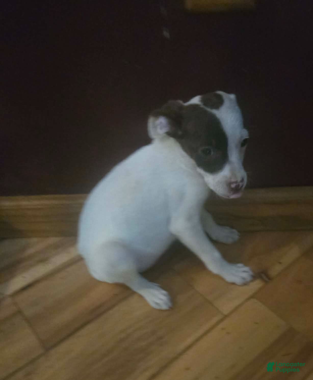 Mixed Breed dogs Elsie - Ad 2