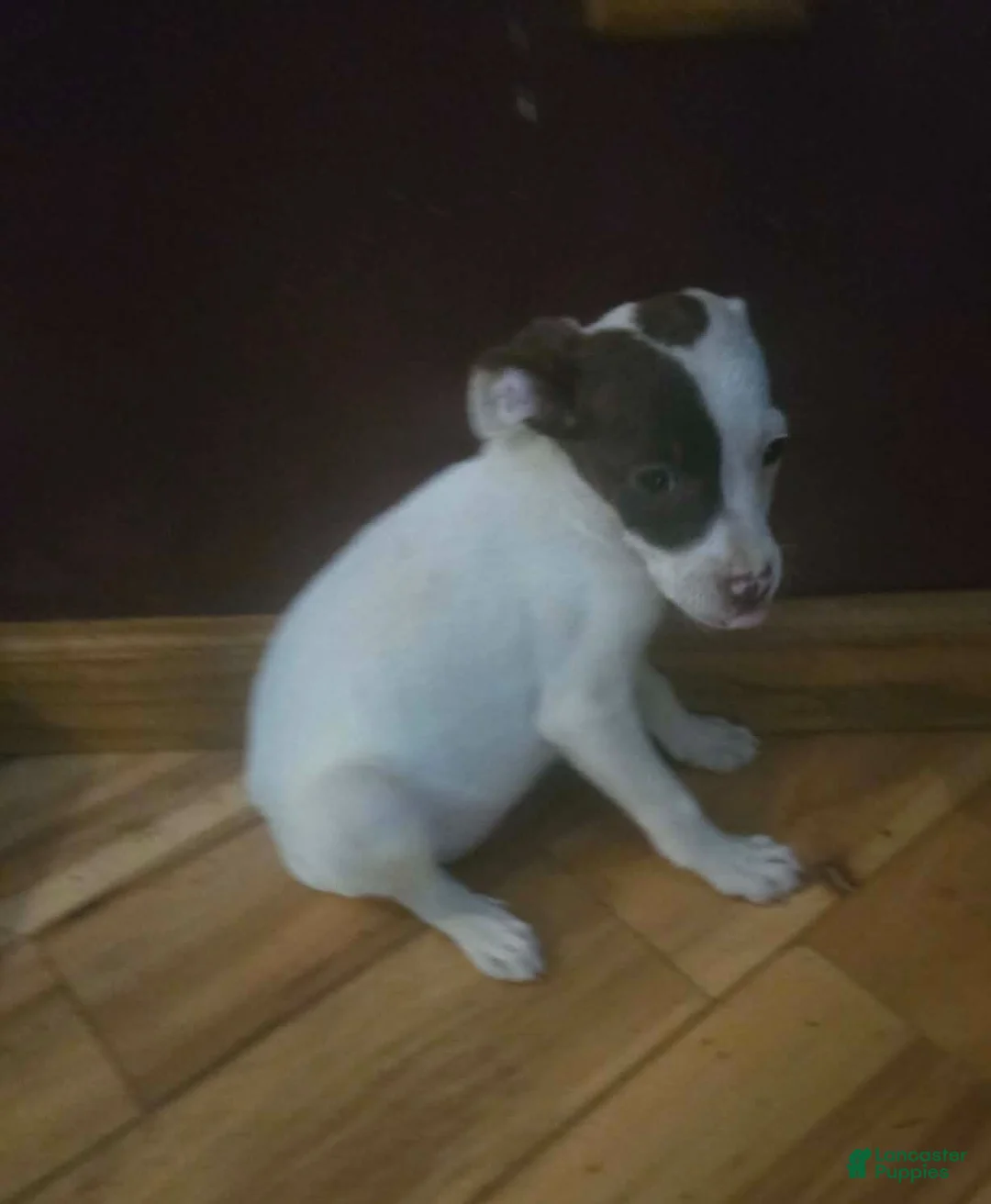 Mixed Breed dogs for sale: Elsie - Ad 2
